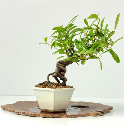 Pyracantha Bonsai Tree – Firethorn Bonsai in Chinese Pot 30 cm