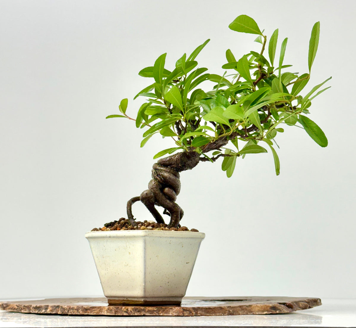 Pyracantha Bonsai Tree – Firethorn Bonsai in Chinese Pot 30 cm