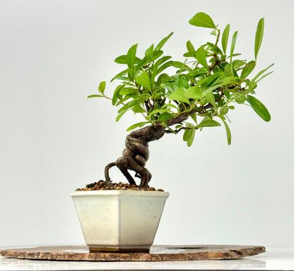 Pyracantha Bonsai Tree – Firethorn Bonsai in Chinese Pot 30 cm