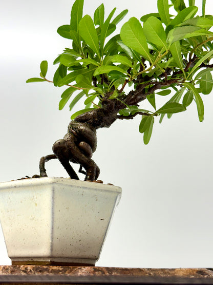 Pyracantha Bonsai Tree – Firethorn Bonsai in Chinese Pot 30 cm