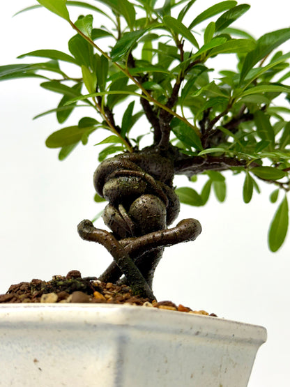 Pyracantha Bonsai Tree – Firethorn Bonsai in Chinese Pot 30 cm