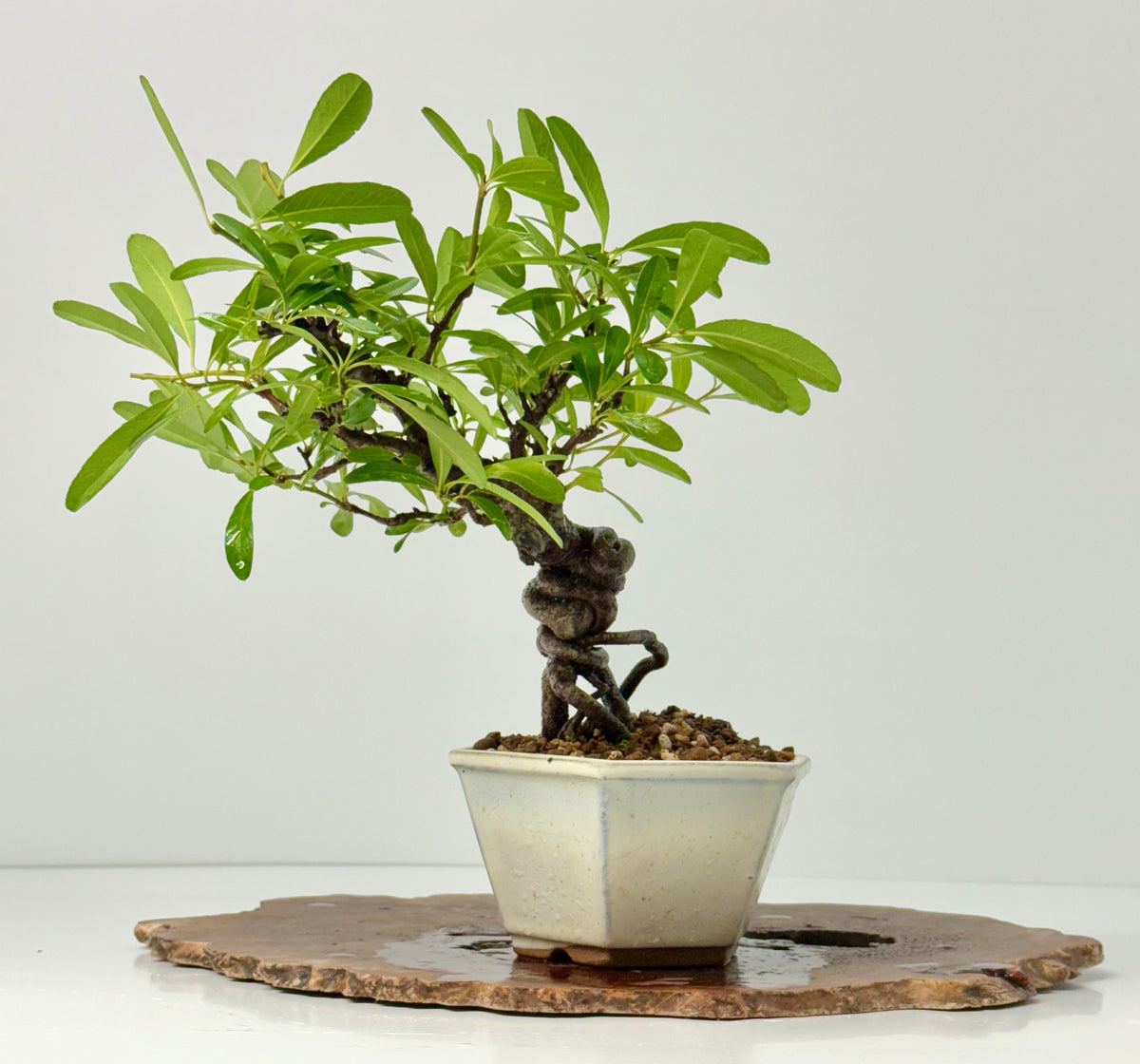 Pyracantha Bonsai Tree – Firethorn Bonsai in Chinese Pot 30 cm