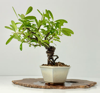Pyracantha Bonsai Tree – Firethorn Bonsai in Chinese Pot 30 cm