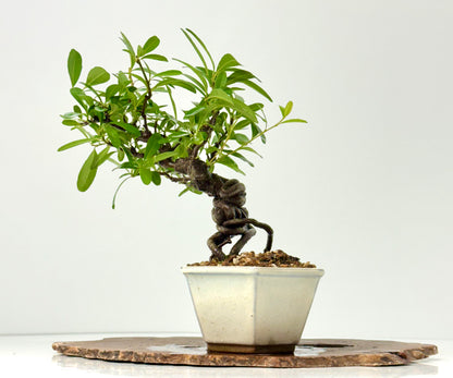 Pyracantha Bonsai Tree – Firethorn Bonsai in Chinese Pot 30 cm