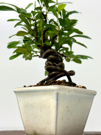 Pyracantha Bonsai Tree – Firethorn Bonsai in Chinese Pot 30 cm