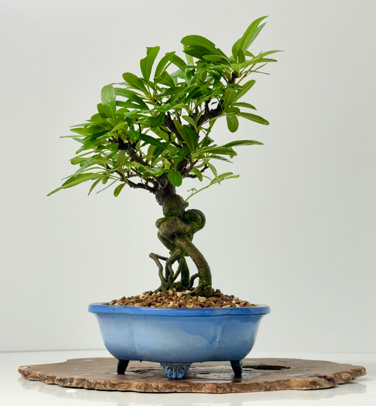 Pyracantha Bonsai Tree – Firethorn Bonsai in Chinese Yixing Pot 34 cm