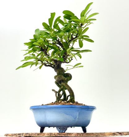 Pyracantha Bonsai Tree – Firethorn Bonsai in Chinese Yixing Pot 34 cm