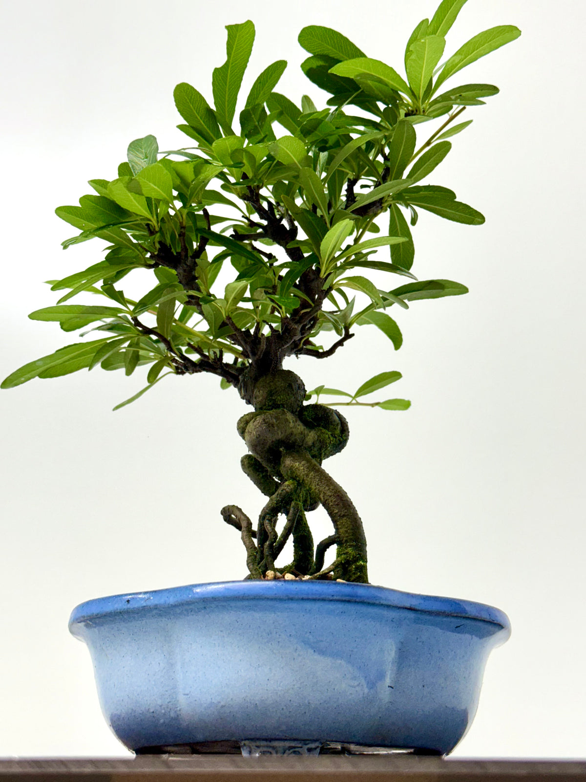 Pyracantha Bonsai Tree – Firethorn Bonsai in Chinese Yixing Pot 34 cm