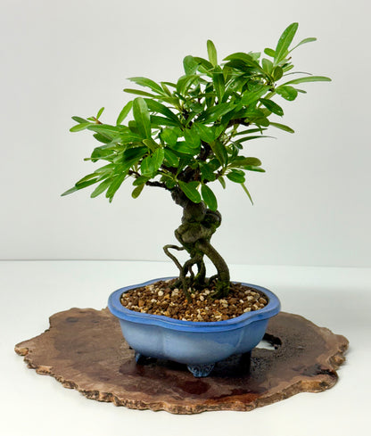 Pyracantha Bonsai Tree – Firethorn Bonsai in Chinese Yixing Pot 34 cm