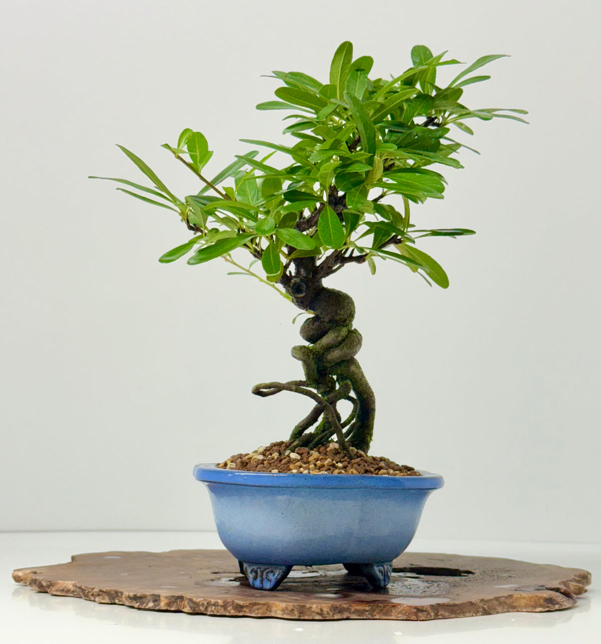 Pyracantha Bonsai Tree – Firethorn Bonsai in Chinese Yixing Pot 34 cm
