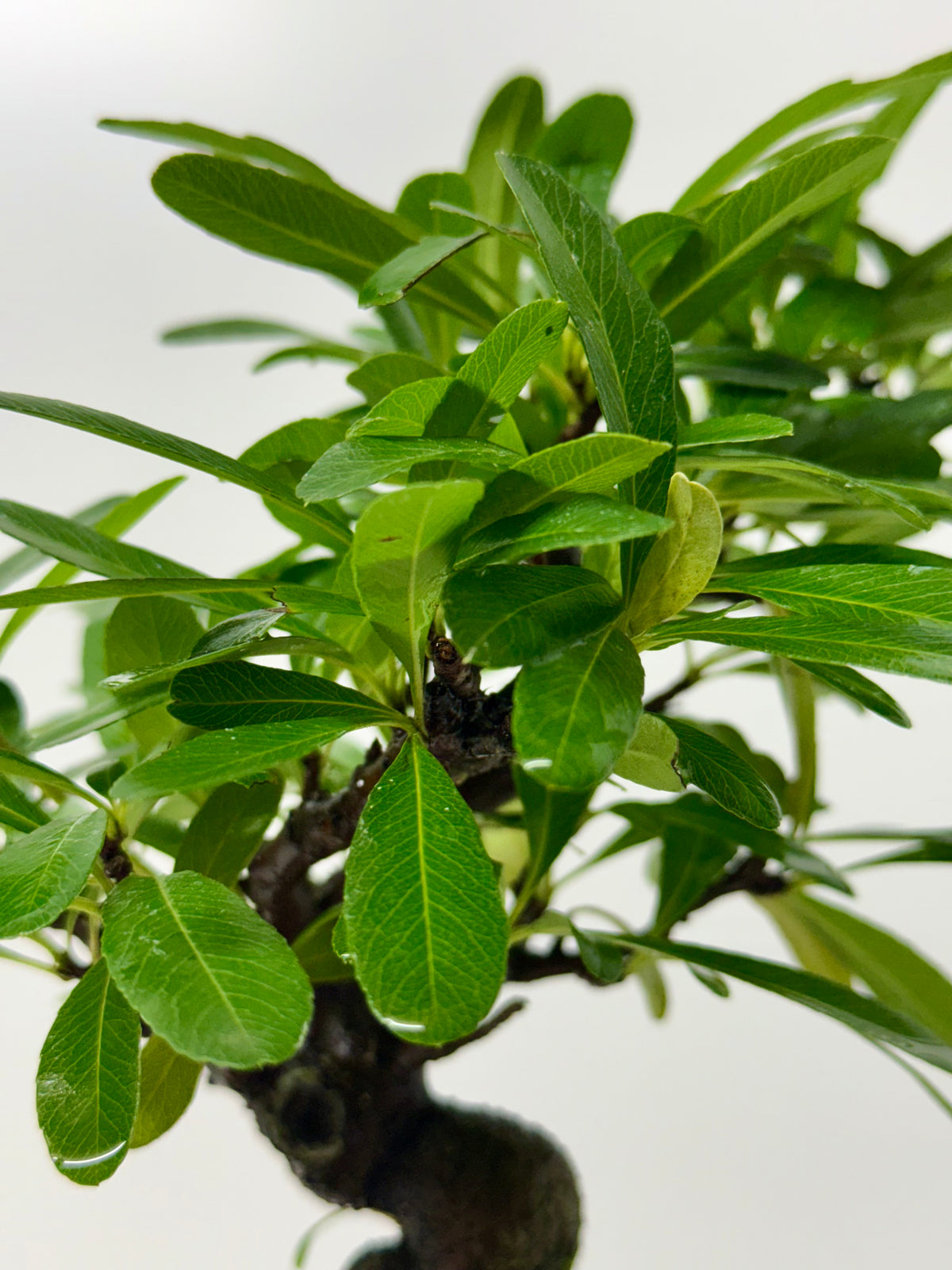 Pyracantha Bonsai Tree – Firethorn Bonsai in Chinese Yixing Pot 34 cm
