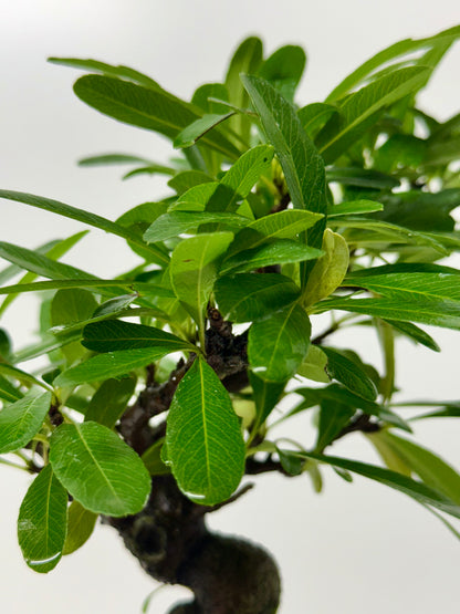 Pyracantha Bonsai Tree – Firethorn Bonsai in Chinese Yixing Pot 34 cm