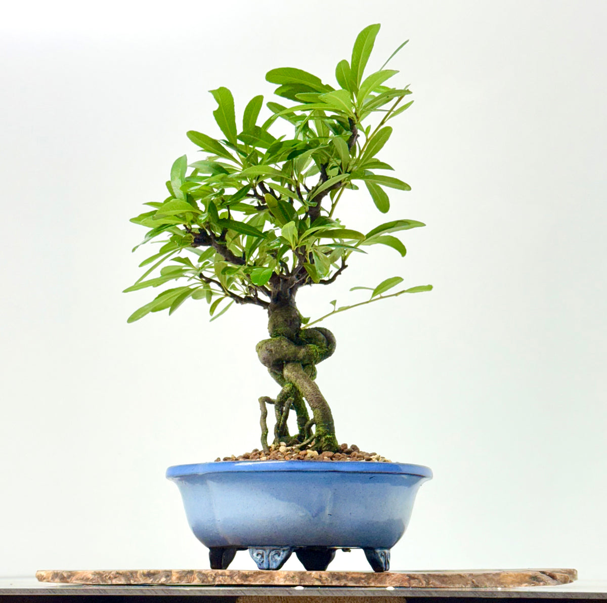 Pyracantha Bonsai Tree – Firethorn Bonsai in Chinese Yixing Pot 34 cm