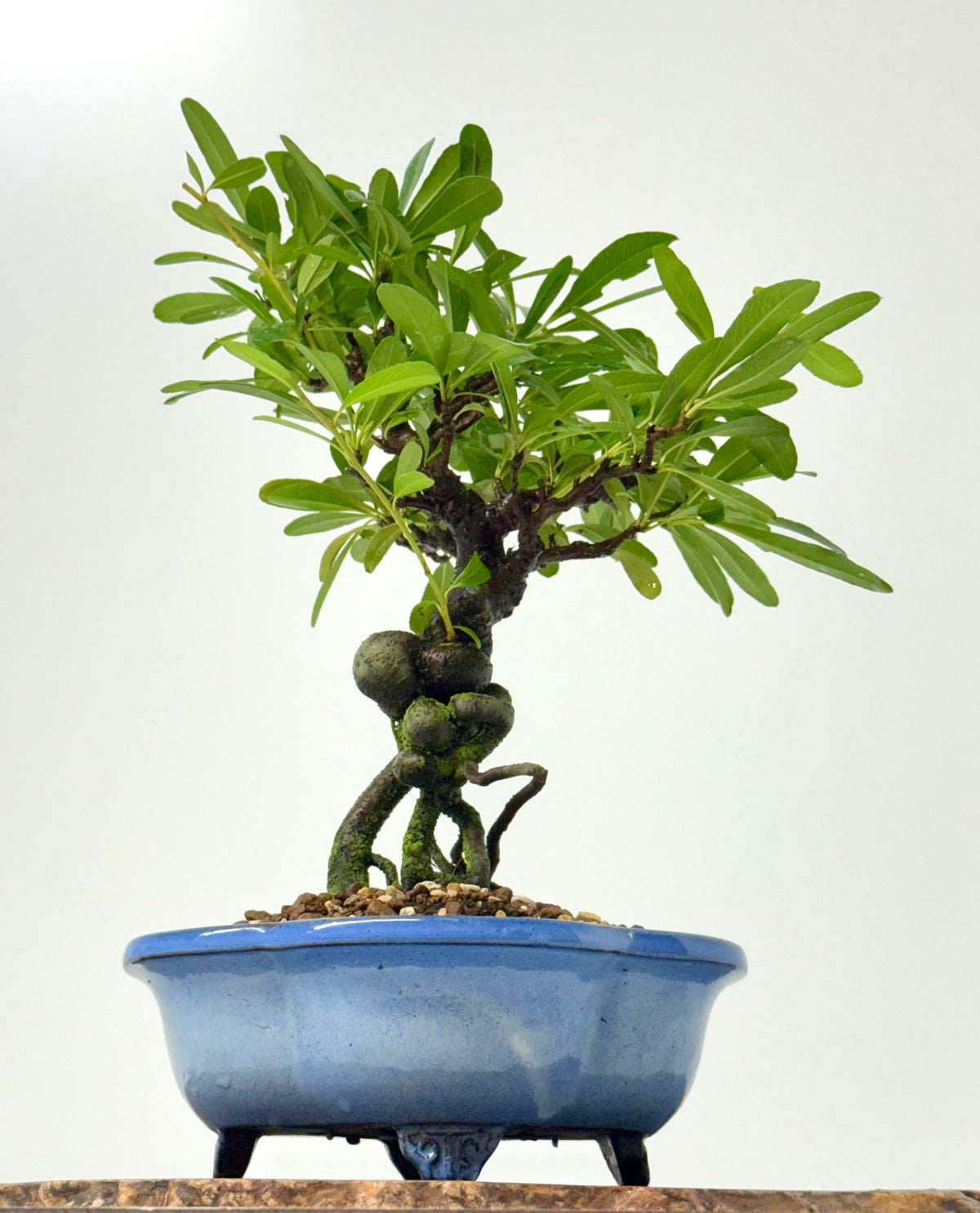 Pyracantha Bonsai Tree – Firethorn Bonsai in Chinese Yixing Pot 34 cm