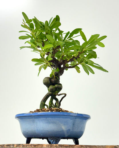 Pyracantha Bonsai Tree – Firethorn Bonsai in Chinese Yixing Pot 34 cm