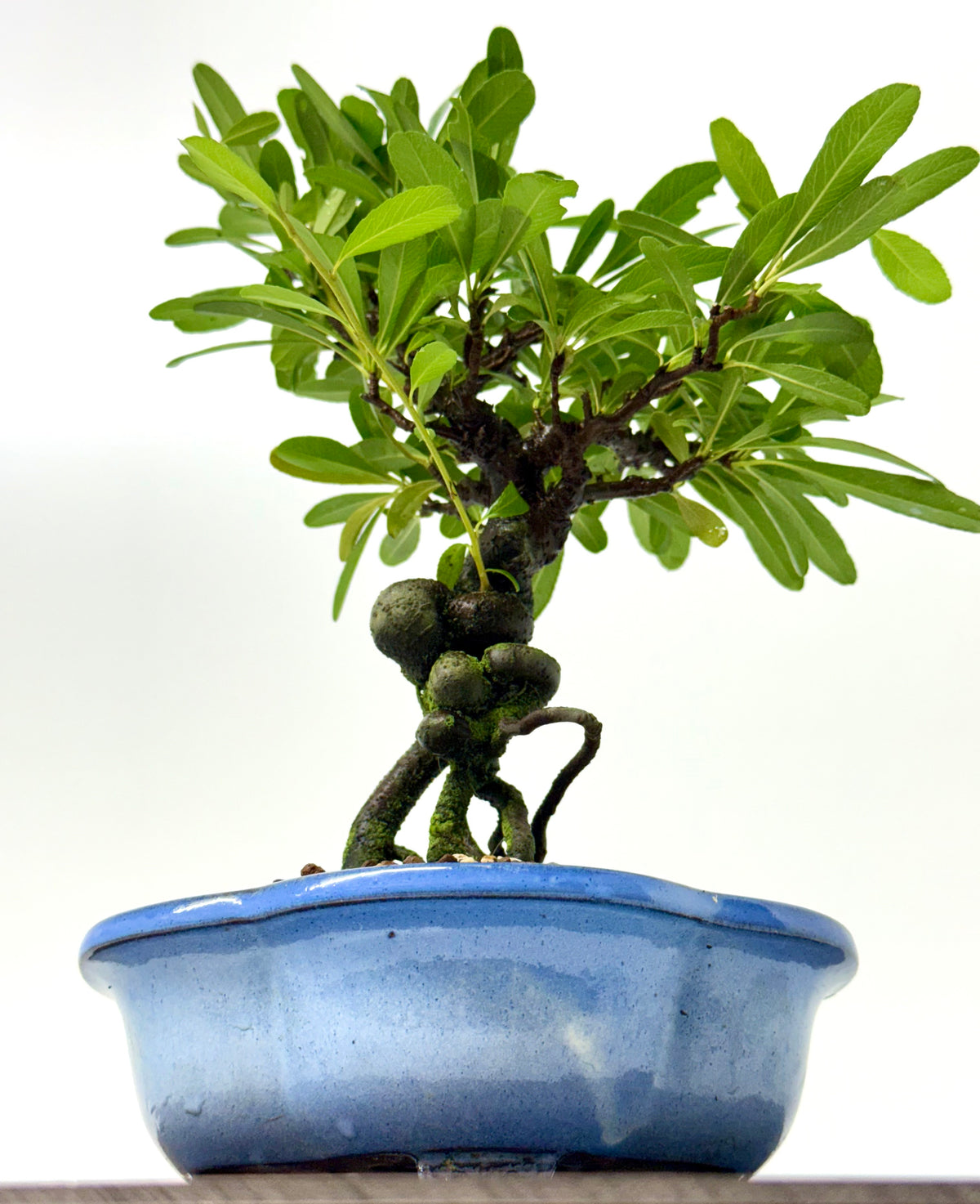 Pyracantha Bonsai Tree – Firethorn Bonsai in Chinese Yixing Pot 34 cm