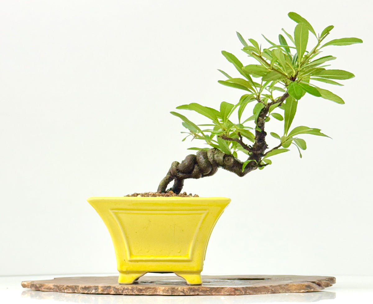 Pyracantha Bonsai Tree – Firethorn Bonsai in Chinese Yixing Pot 27 cm