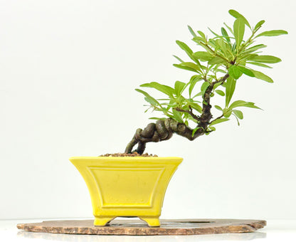 Pyracantha Bonsai Tree – Firethorn Bonsai in Chinese Yixing Pot 27 cm