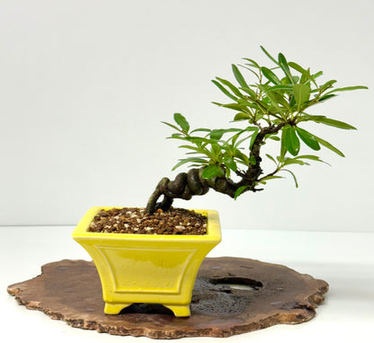 Pyracantha Bonsai Tree – Firethorn Bonsai in Chinese Yixing Pot 27 cm