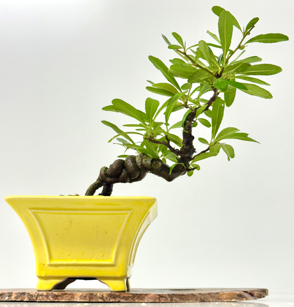 Pyracantha Bonsai Tree – Firethorn Bonsai in Chinese Yixing Pot 27 cm