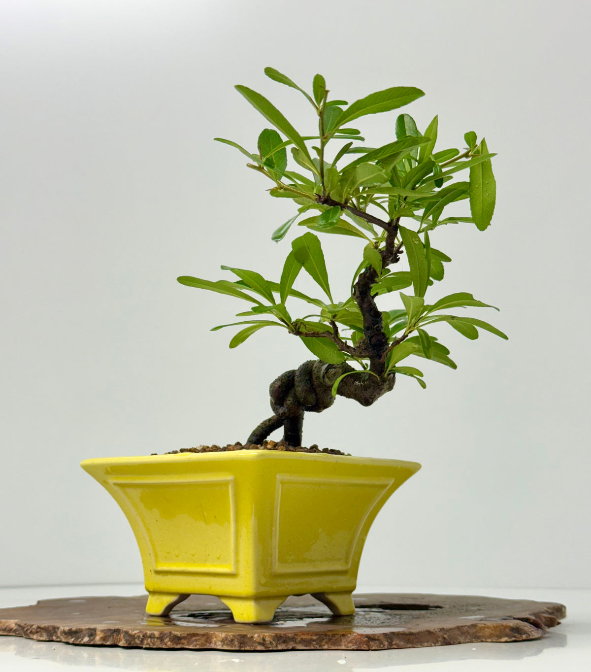 Pyracantha Bonsai Tree – Firethorn Bonsai in Chinese Yixing Pot 27 cm