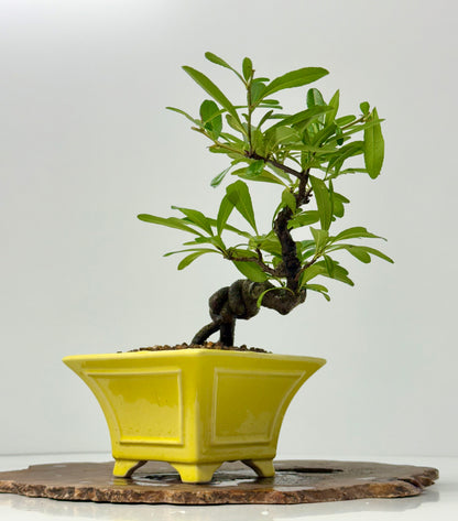 Pyracantha Bonsai Tree – Firethorn Bonsai in Chinese Yixing Pot 27 cm
