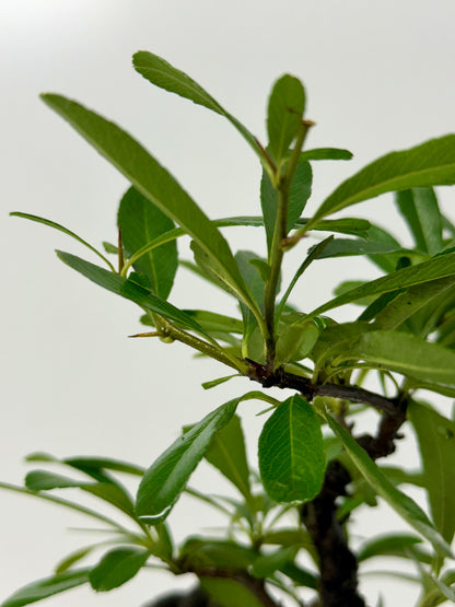 Pyracantha Bonsai Tree – Firethorn Bonsai in Chinese Yixing Pot 27 cm