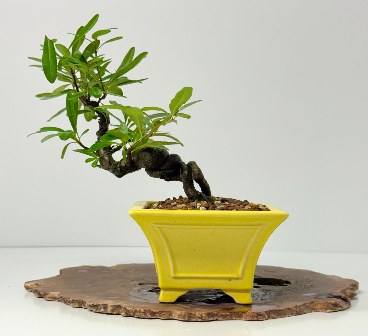 Pyracantha Bonsai Tree – Firethorn Bonsai in Chinese Yixing Pot 27 cm