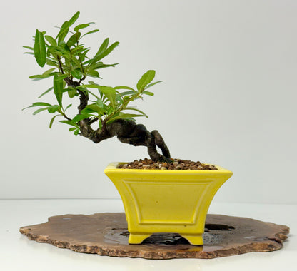 Pyracantha Bonsai Tree – Firethorn Bonsai in Chinese Yixing Pot 27 cm