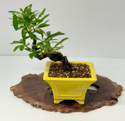 Pyracantha Bonsai Tree – Firethorn Bonsai in Chinese Yixing Pot 27 cm