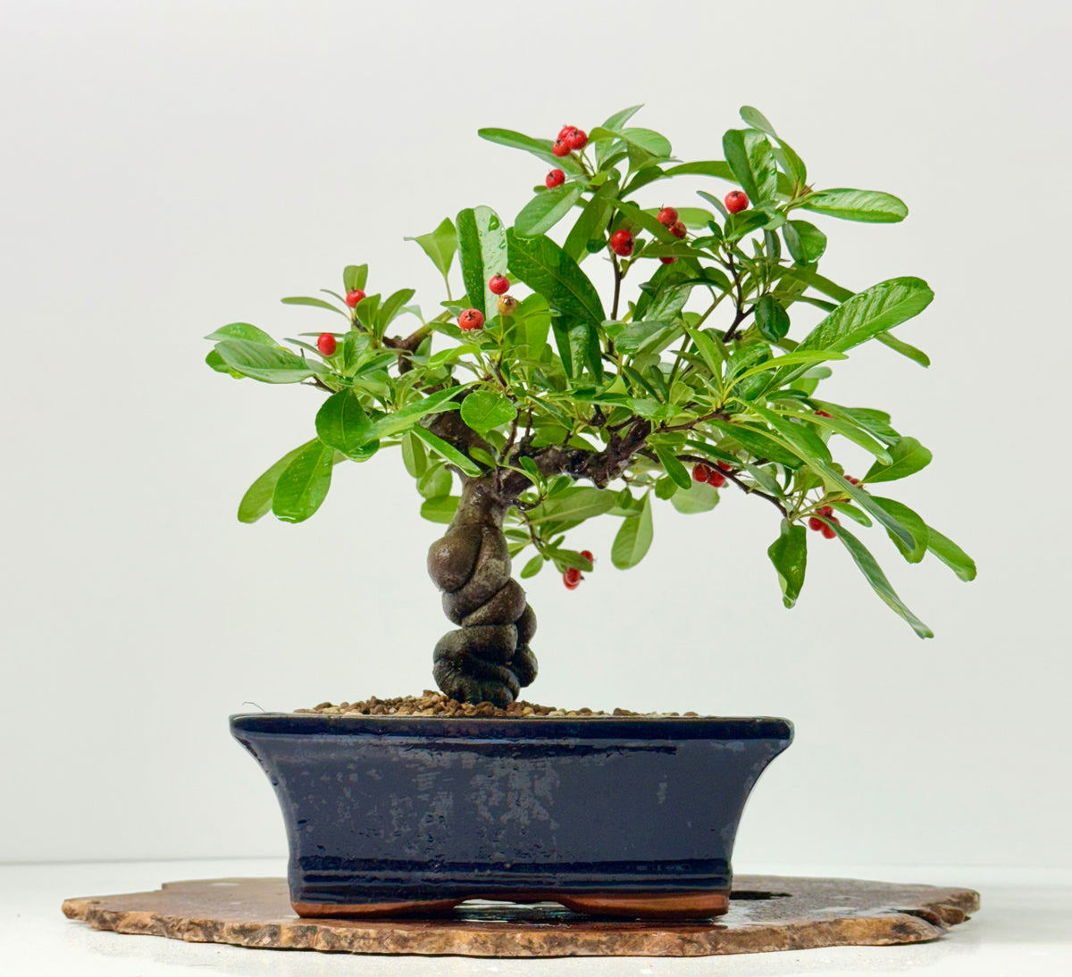 Pyracantha Bonsai Tree – Firethorn Bonsai in Chinese Pot 30 cm