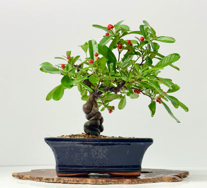 Pyracantha Bonsai Tree – Firethorn Bonsai in Chinese Pot 30 cm