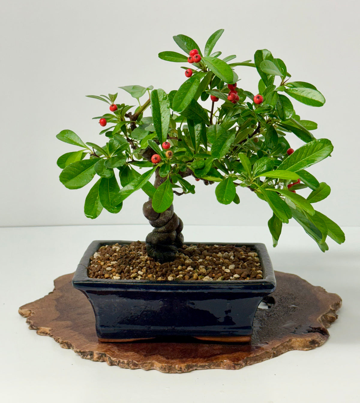 Pyracantha Bonsai Tree – Firethorn Bonsai in Chinese Pot 30 cm