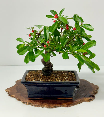 Pyracantha Bonsai Tree – Firethorn Bonsai in Chinese Pot 30 cm