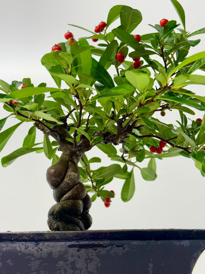 Pyracantha Bonsai Tree – Firethorn Bonsai in Chinese Pot 30 cm