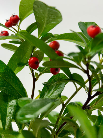 Pyracantha Bonsai Tree – Firethorn Bonsai in Chinese Pot 30 cm