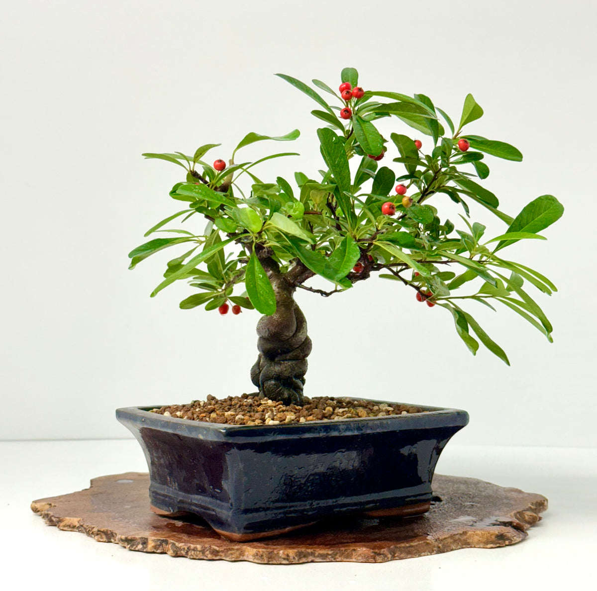 Pyracantha Bonsai Tree – Firethorn Bonsai in Chinese Pot 30 cm