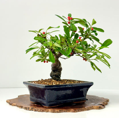 Pyracantha Bonsai Tree – Firethorn Bonsai in Chinese Pot 30 cm