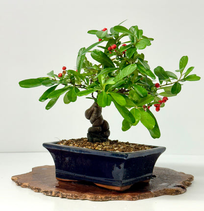 Pyracantha Bonsai Tree – Firethorn Bonsai in Chinese Pot 30 cm