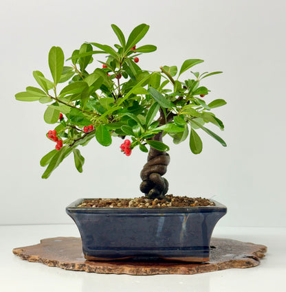 Pyracantha Bonsai Tree – Firethorn Bonsai in Chinese Pot 30 cm