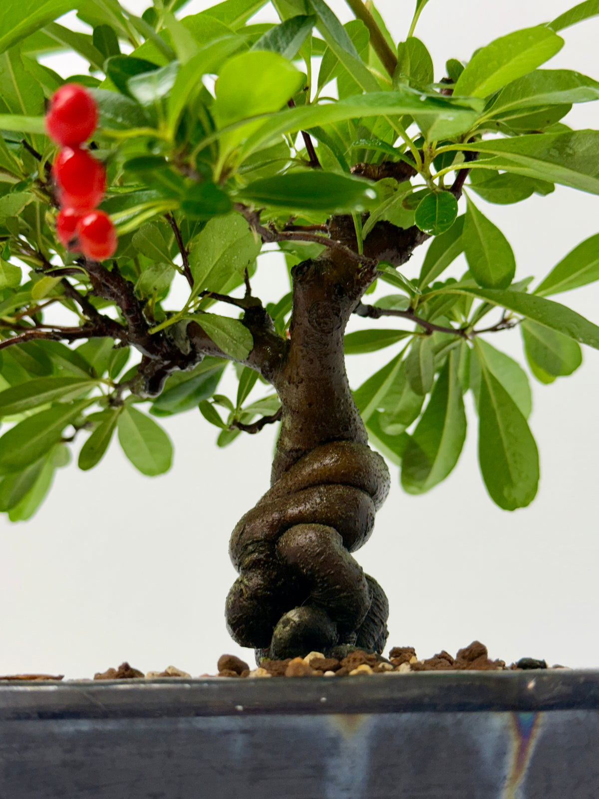 Pyracantha Bonsai Tree – Firethorn Bonsai in Chinese Pot 30 cm