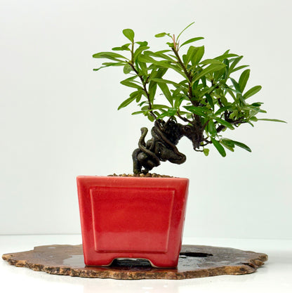Pyracantha Bonsai Tree – Firethorn Bonsai in Chinese Yixing Pot 30 cm