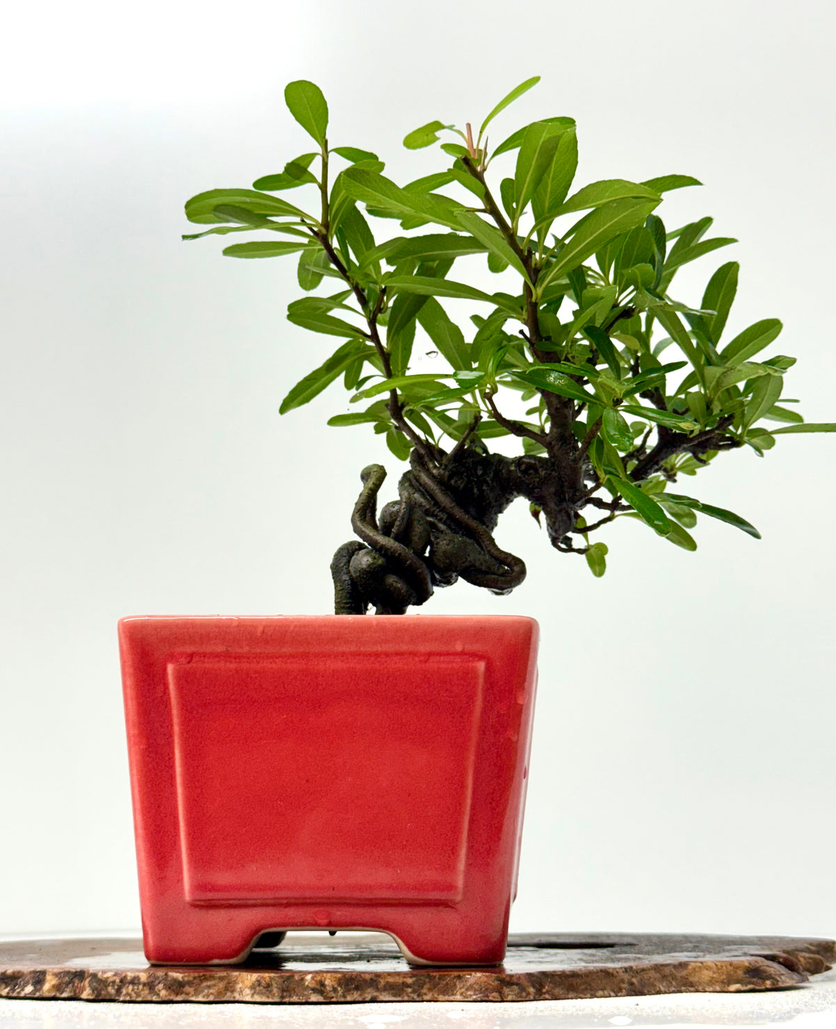 Pyracantha Bonsai Tree – Firethorn Bonsai in Chinese Yixing Pot 30 cm