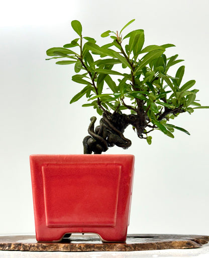 Pyracantha Bonsai Tree – Firethorn Bonsai in Chinese Yixing Pot 30 cm