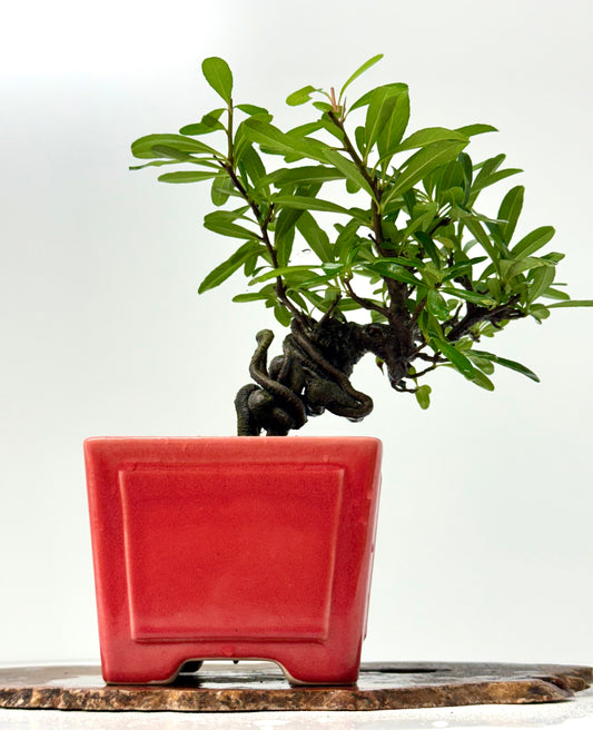 Pyracantha Bonsai Tree – Firethorn Bonsai in Chinese Yixing Pot 30 cm