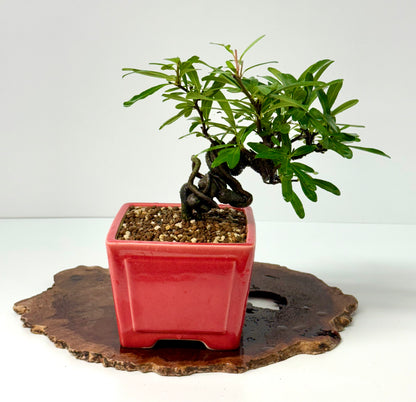 Pyracantha Bonsai Tree – Firethorn Bonsai in Chinese Yixing Pot 30 cm