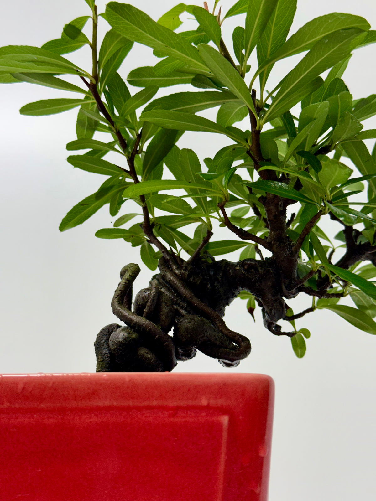 Pyracantha Bonsai Tree – Firethorn Bonsai in Chinese Yixing Pot 30 cm
