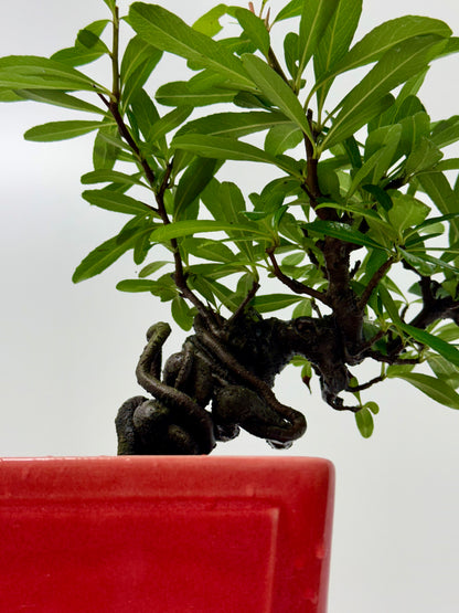 Pyracantha Bonsai Tree – Firethorn Bonsai in Chinese Yixing Pot 30 cm