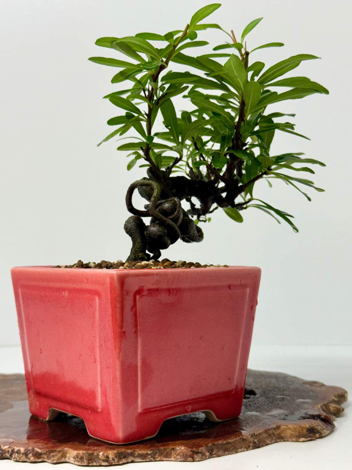 Pyracantha Bonsai Tree – Firethorn Bonsai in Chinese Yixing Pot 30 cm