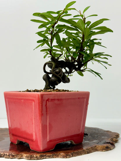 Pyracantha Bonsai Tree – Firethorn Bonsai in Chinese Yixing Pot 30 cm